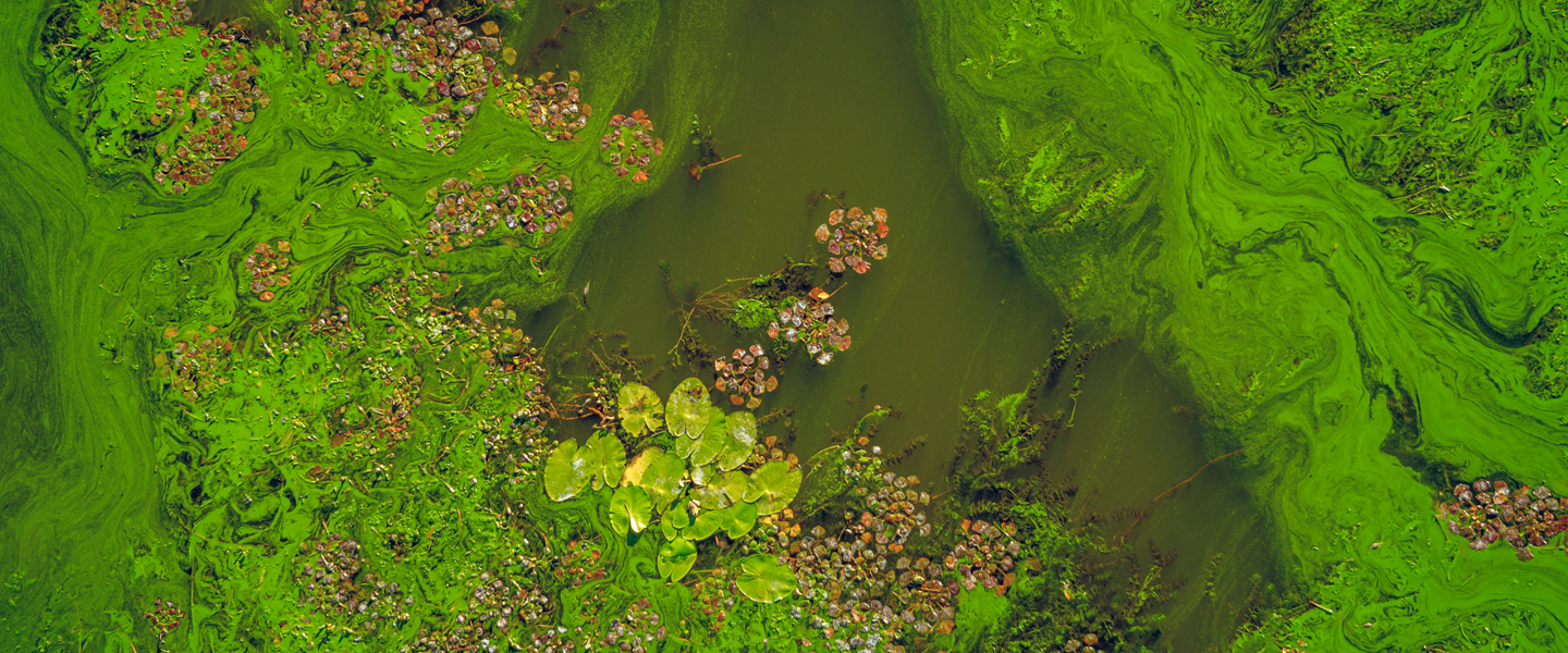 algal-bloom-iStock600090610-1440x600