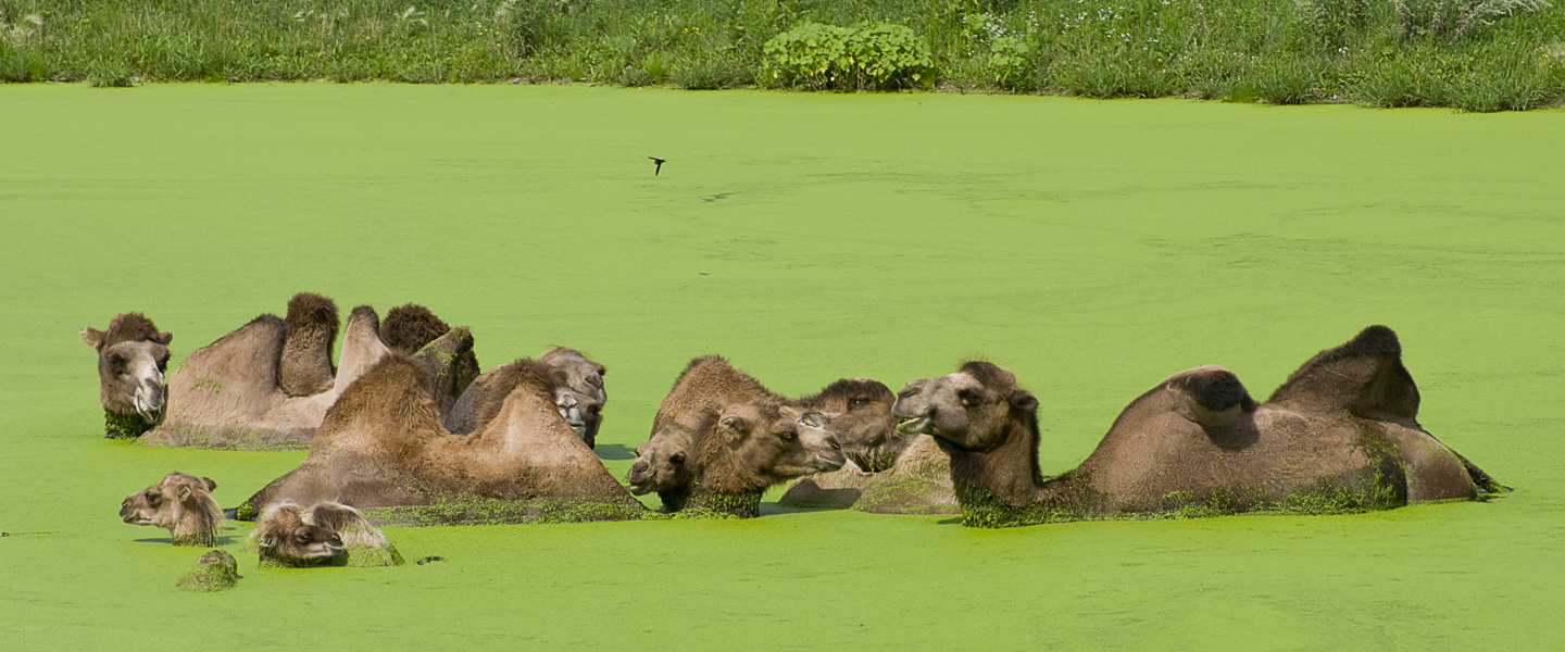 bactrian-camels-in-algae-pond-iStock134834963-1440x600
