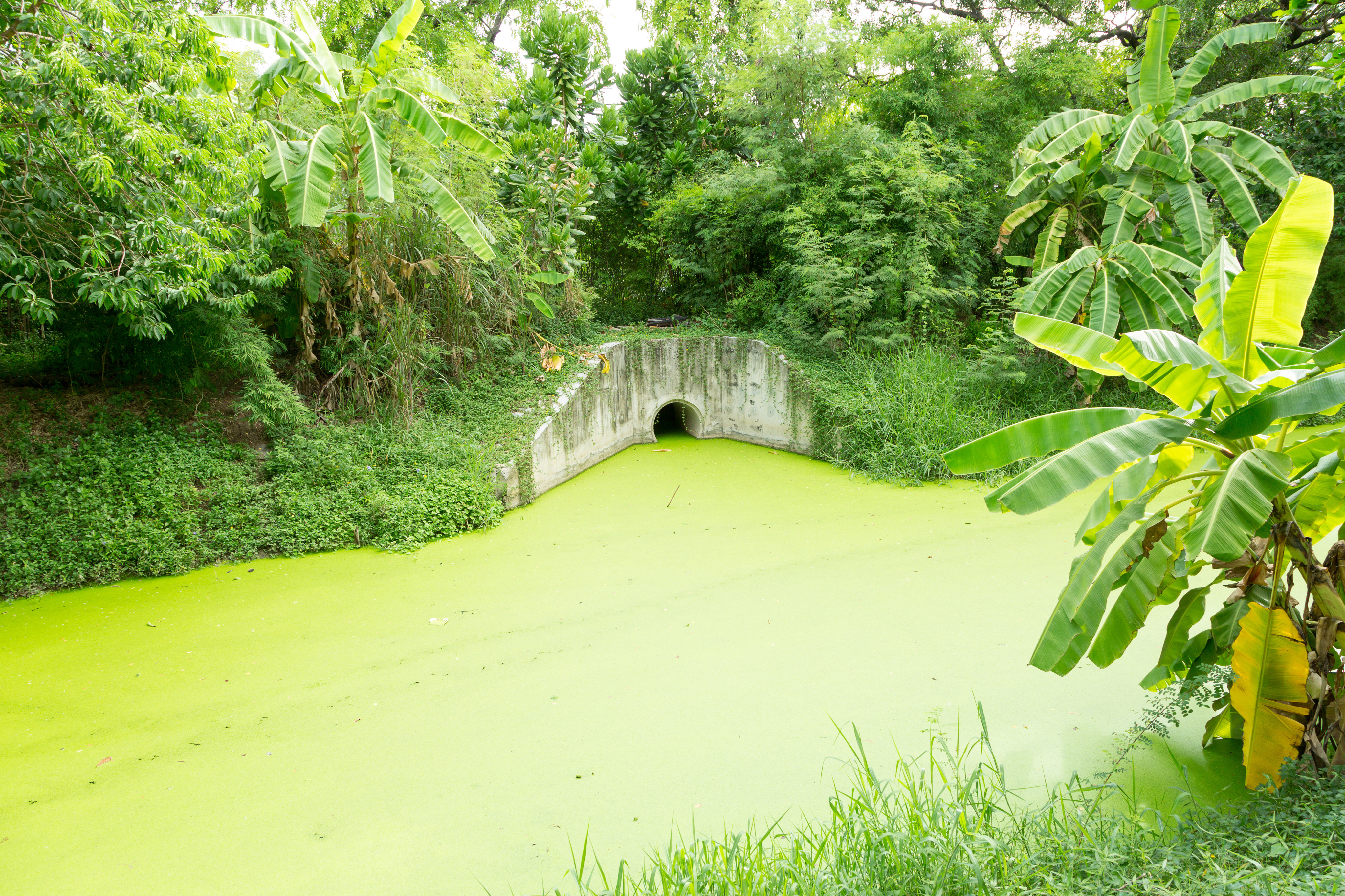 dirty-green-toxic-water-contaminated-with-algae-shutterstock440184508