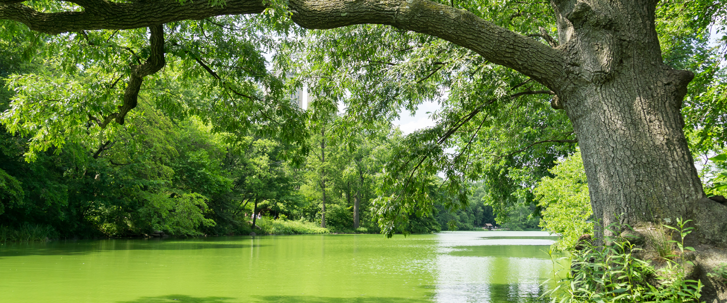 tree-algal-bloom-iStock487274834-1440x600