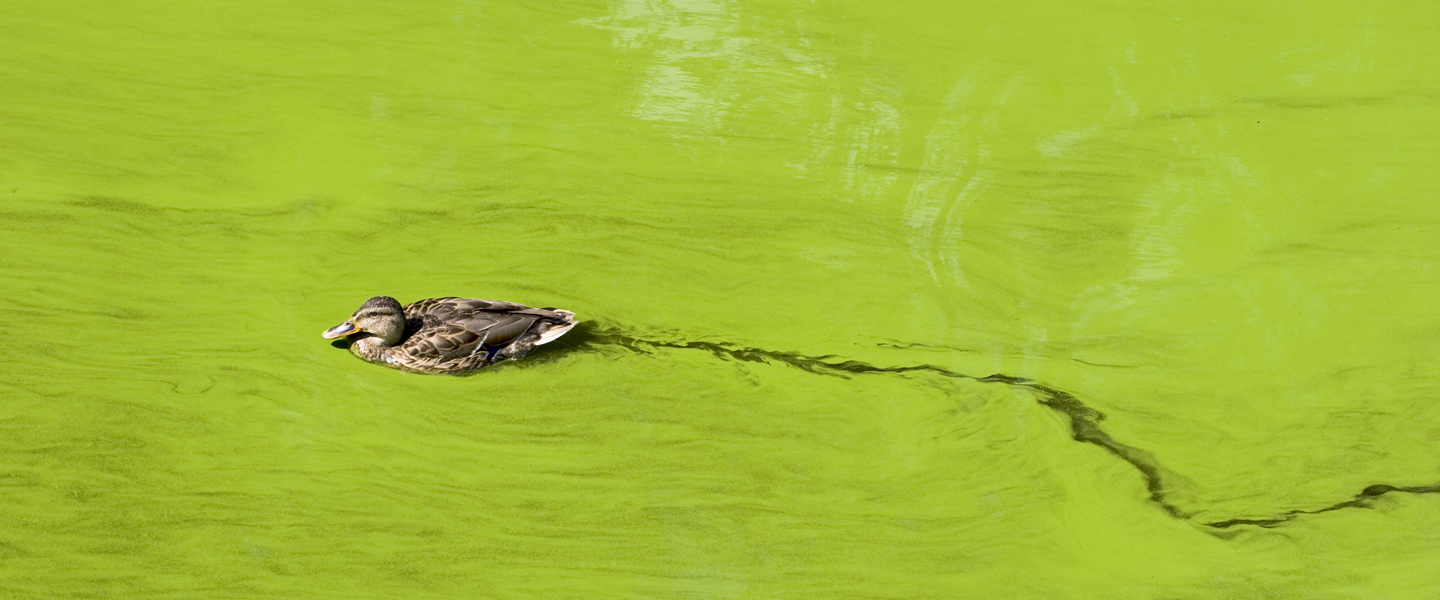 wild-duck-in-green-lake-iStock112264688-1440x600